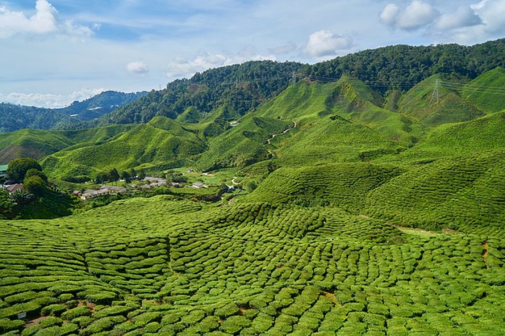 tea plantation