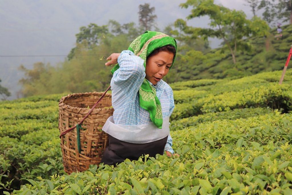 Darjeeling Tea Farmer