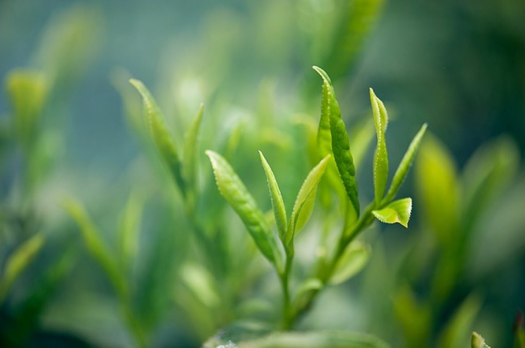 green tea leaf up-close
