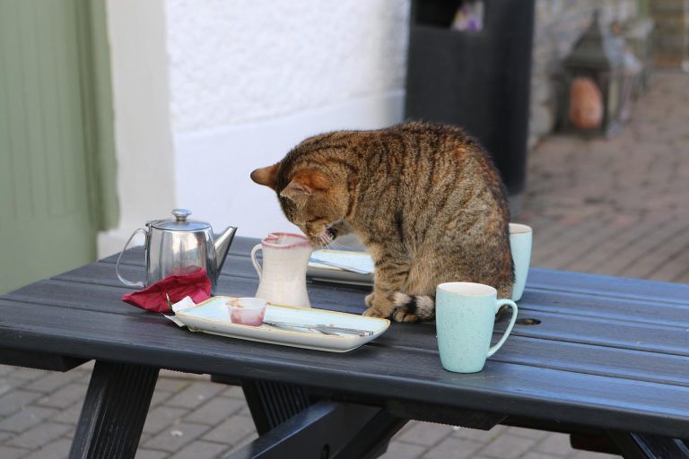 cat sniffing a teacup