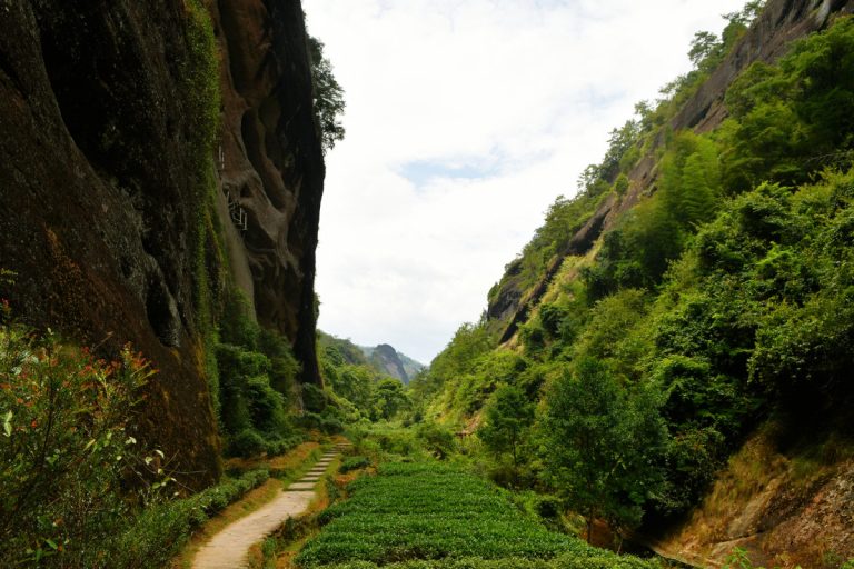 tea gardens in the Wuyi mountains