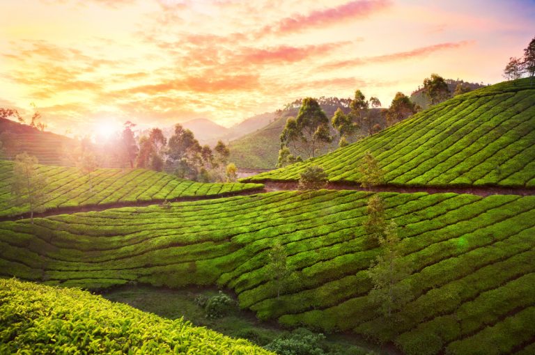 tea plantation in munnar, india