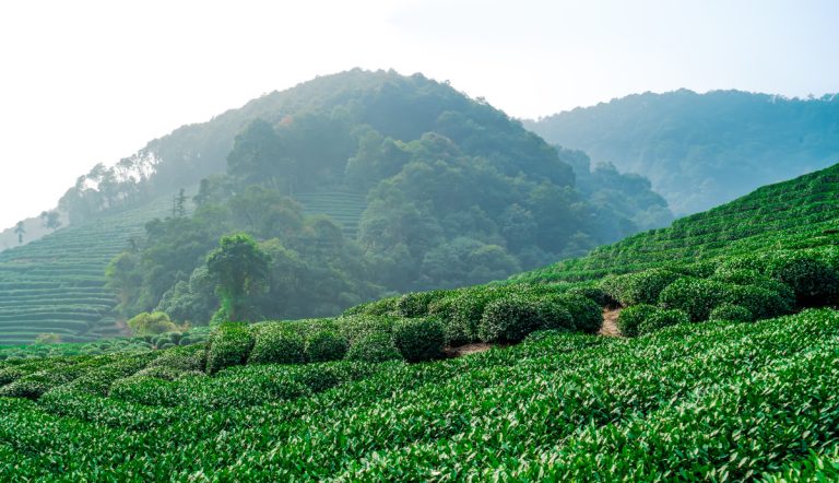 longjing tea farm in west lake china