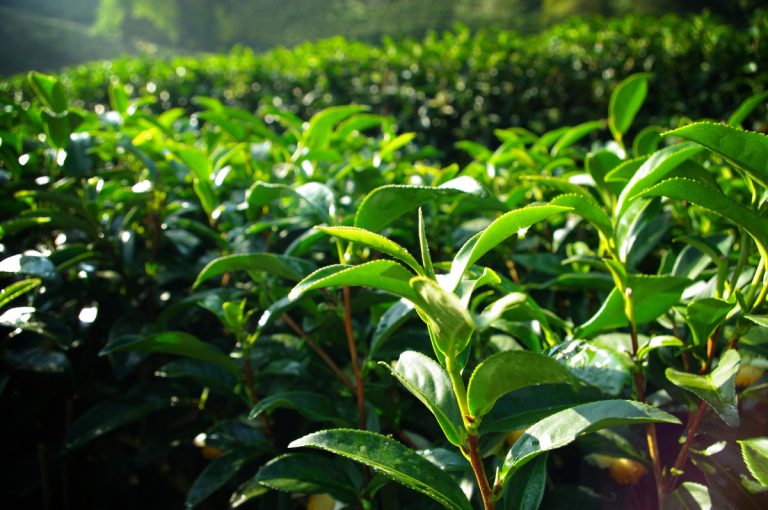 tea plants growing on a hill