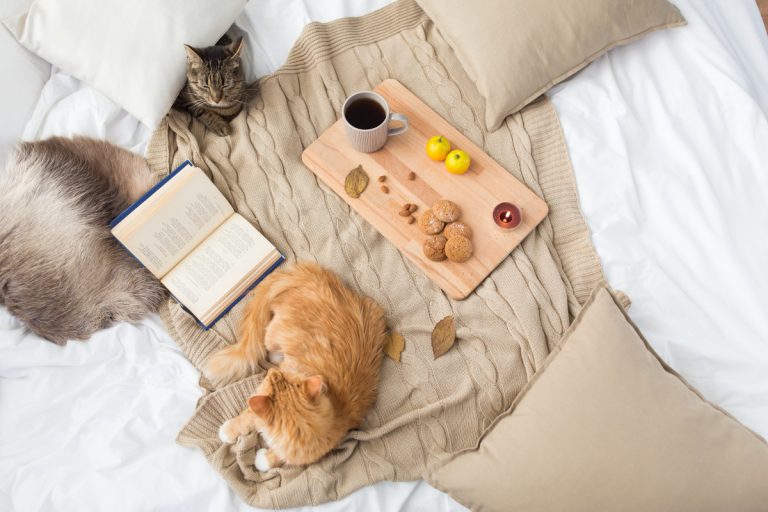two cats lying on a blanket next to a tea set