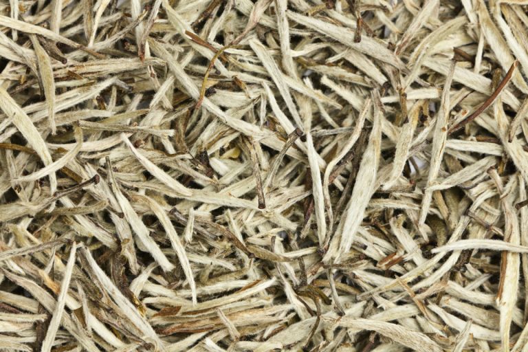 silver needle white tea