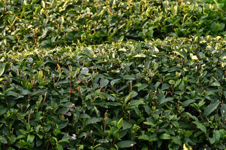 camellia sinensis plants
