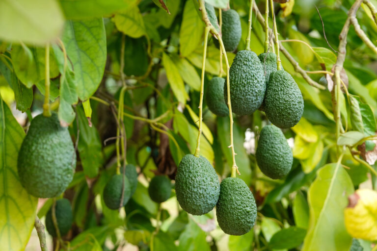 A closeup of green organic hass avocados on a tree